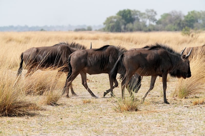 Time-Wandering Heroes